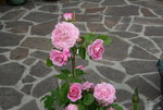 Rose Hl.Elisabeth 0419.JPG