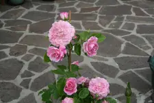 Rose Hl.Elisabeth 0419.JPG