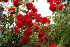 Rose Heinfels1016.JPG