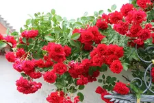 Rose Heinfels1116.webp