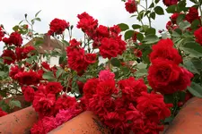 Rose Heinfels1216.webp