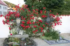 Rose Heinfels1419.webp