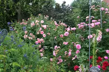 Rose Hyd Hall und Louise Odier 0119.webp