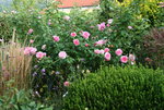 Rose Hyde Hall1519.JPG