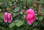 Rose John Clare0116.JPG