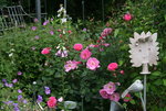 Rose John Clare0217.JPG