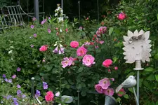 Rose John Clare0217.webp