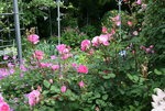 Rose John Clare0218.JPG