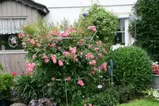 Rose Juanita0416.webp