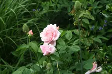 Rose Kathryn Morley 0119.webp