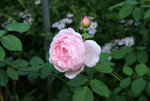 Rose Kathryn Morley 0319.JPG
