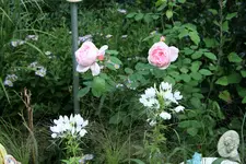 Rose Kathryn Morley 0419.JPG