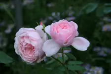 Rose Kathryn Morley 0519.webp