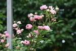 Rose Kirschrose 0119.JPG