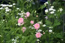 Rose Kirschrose 0219.webp