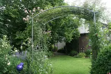 Rose Kirschrose 0419.webp