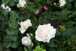 Rose Kosmos0118.JPG