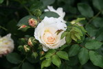 Rose Kosmos0119.JPG