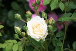 Rose Kosmos0219.JPG