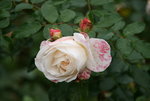 Rose Kosmos0319.JPG