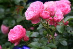 Rose Leonardo da Vinci0116.JPG