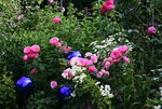 Rose Leonardo da Vinci0216.JPG