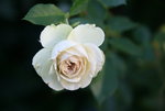 Rose Lovley Green0618.JPG