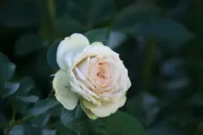 Rose Lovley Green0718.webp