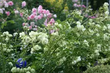 Rose Lovley Green0719.webp