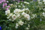 Rose Lovley Green0819.JPG