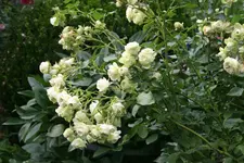 Rose Lovley Green1019.webp