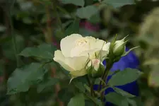 Rose Lovley Green1219.webp