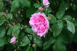 Rose Mdm. Knorr0115.JPG