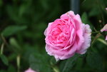 Rose Mdm. Knorr0116.JPG