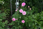 Rose Mdm. Knorr0117.JPG