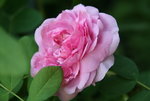 Rose Mdm. Knorr0218.JPG