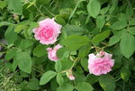 Rose Mdm. Knorr0219.JPG