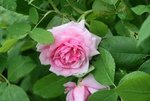 Rose Mdm. Knorr0319.JPG