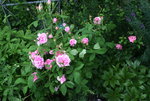 Rose Mdm. Knorr0419.JPG