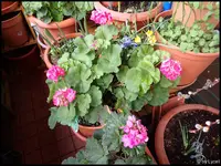 c001.webp