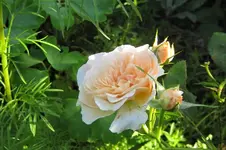 IMG_1742.webp