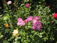 IMG_1348.webp
