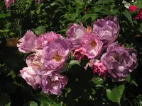 IMG_1415.webp