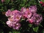 IMG_1415.JPG