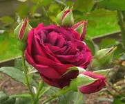 IMG_0289.JPG