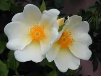 Mermade1.webp