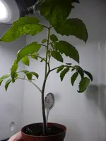P1150441Gelbe Chinesische Coctailtomate.webp