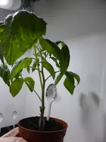 P1150442Rote Chinesische Coctailtomate.webp