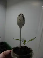 P1150444Snackpaprika.webp