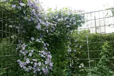 Cl.vit.Emilia Plater1419.webp